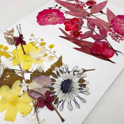 Cayway 4 Pack Natural Dried Pressed Flowers for Resin, Scrapbook, DIY Art Crafts, Epoxy Jewelry, Card Making Supplies - Colorful Real Flowers, Style F