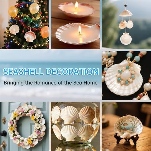 25PCS Large Natural Scallop Shells for Crafts, 4-5 in White Sea Shells, DIY