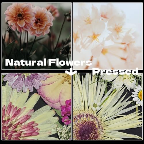 White Dried Pressed Flowers, 40Pcs Real Nature Flowers Set with Tweezers