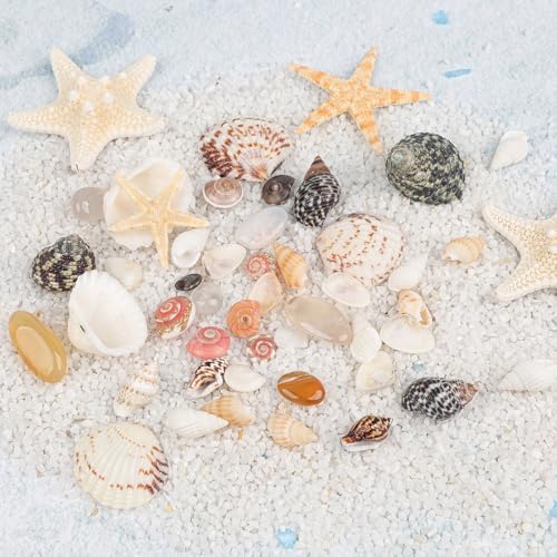 Fangoo 1500 Pieces Small Sea Shells Conch Natural Starfish Mixed Agate Pebble Stone for DIY Crafts Tiny Seashells for Vase Filler Candle Making Home Decor Wedding Beach Ocean Party Decorations