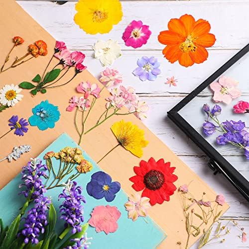 Nuanchu Dried Pressed Flowers for Resin,Elegant Style,Bright Colors