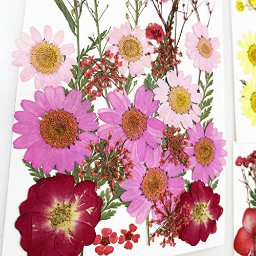 Cayway 4 Style Pressed Flowers Natural Dried Flowers Colorful Resin Flowers Real Pressed Flowers with Butterfly Sticker for Resin Scrapbooking DIY Art Crafts, Epoxy Resin Jewelry Supplies