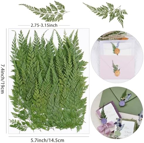 50Pcs Green Leaves Dried Pressed Flowers for Crafts,Xinxinran Ferns Dry Flower Kit for Wedding Invitation Accessories,Bookmark,Jewelry Molds,Candle Making Supplies,Soap,Frame