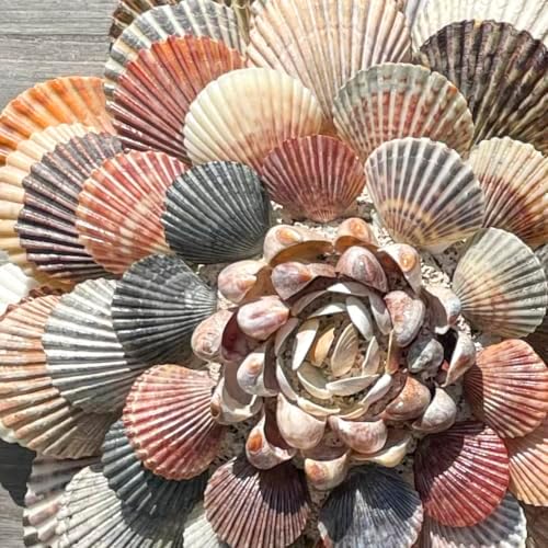 BEACON Sea Shell Glue for Creating and Decorating with Shells, Wood, Metal, Ceramic, and More, 2-Ounce, 1-Pack