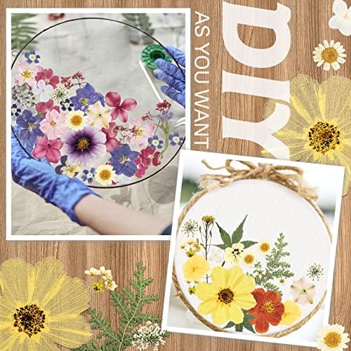 Nuanchu Natural Real Dried Pressed Flowers for Craft Resin DIY