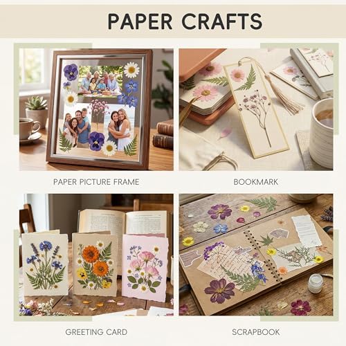 LUXEEASE 80P Vibrant Colors Large Pressed Flowers & Leaves | Cosmos daisy maple leaves, varied textures, pink purple white green, for resin scrapbook frame decor, tweezers included