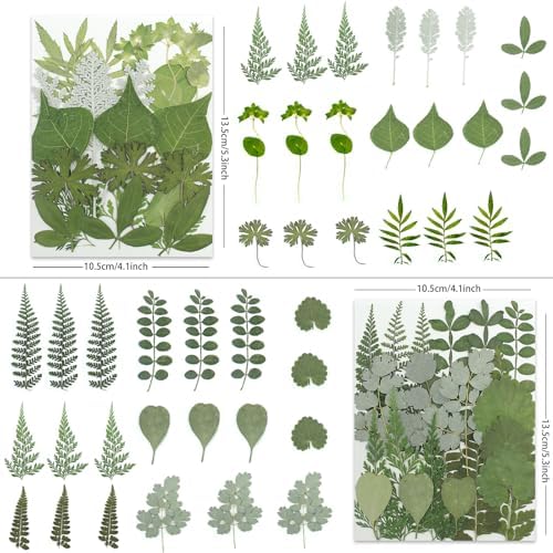 LUXEEASE 84P Dried Pressed Leaves, Earthy Green | Fern eucalyptus leaves, varied leaf shapes, wild forest texture, for resin scrapbook botanical decor, tweezers included