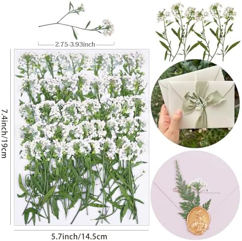 50Pcs White Dried Pressed Flowers for Crafts,Xinxinran Dry Flower Kit for Wedding Invitation,Epoxy Resin Accessories,Bookmark,Nails, Jewelry Molds,Candle Making Supplies,Soap,Frame