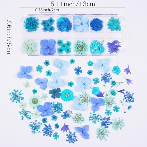 60Pcs Blue Small Dried Pressed Flowers for Crafts,Xinxinran Mini Dry Flower Kit for Nail Art,Epoxy Resin Accessories,Bookmark,Nails, Jewelry Making,Candle,Soap,Resin Molds(1 Boxs)