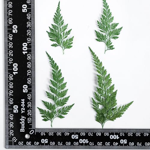 48 Pcs Dried Pressed Flowers Leaves Ferns for Crafts Art Resin DIY Natural Dry Green Leaf Epoxy Jewelry Real Rose Flower Decor Cakes Phone Cases Bookmarks Candles Handmade Soap Ferns