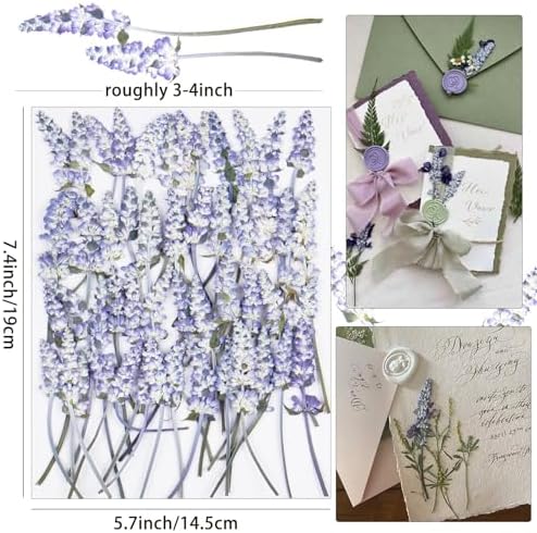50Pcs Lavender Dried Pressed Flowers for Crafts,Xinxinran Dry Flowers Kit for Wedding Invitation,Resin Molds Bookmark,Jewelry Molds,Candle Making Supplies,Soap,Frame,Cakes