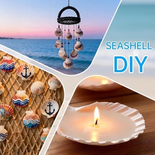 20PCS Large Natural Scallop Shells for Crafts, 4-5 in White Sea Shells, DIY