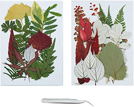 Cayway 36 Pcs Natural Dried Pressed Leaves Assorted Real Dry Leaves with Tweezers for Pressed Leaf Art Craft DIY Embellishment Decorations