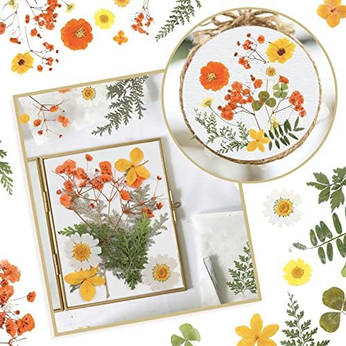Nuanchu Real Dried Pressed Flowers for Craft Resin Molds DIY, Orange Yellow