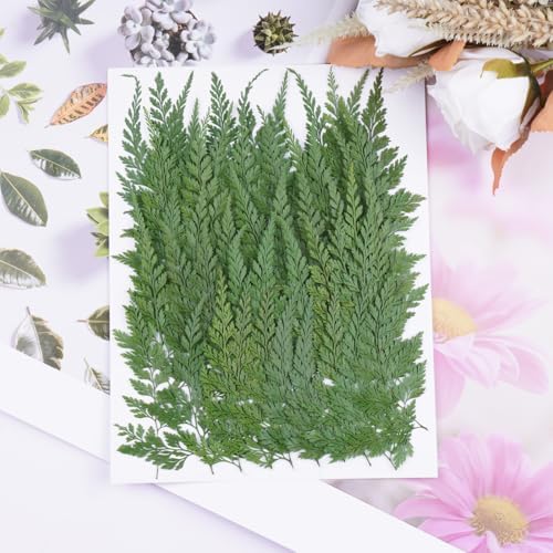 50Pcs Green Leaves Dried Pressed Flowers for Crafts,Xinxinran Ferns Dry Flower Kit for Wedding Invitation Accessories,Bookmark,Jewelry Molds,Candle Making Supplies,Soap,Frame