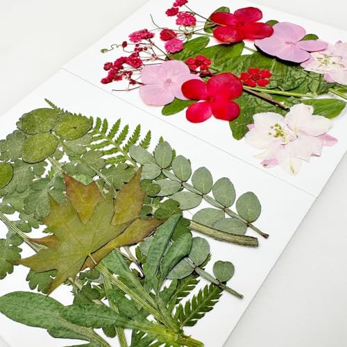 Cayway Natural Dried Pressed Flowers, Natural Dried Pressed Leaves, Natural Dry Flowers Leaves with Tweezers, Scissors for Pressed Leaf Art Craft DIY Embellishment Decorations (Green Pink Red)