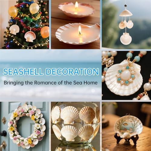 10PCS Natural Large Scallop Shells for Crafts, 4-5 in White Sea Shells, DIY