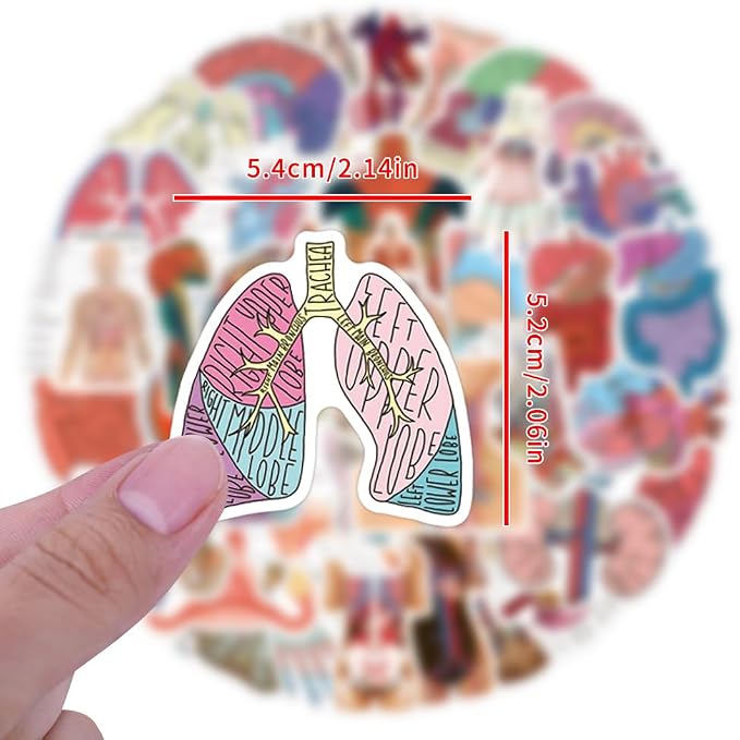 60PCS Human Anatomy Stickers, Waterproof Vinyl Decals, Medical Science Stickers for Water Bottles, Laptops, Nursing Students (Human Anatomy)
