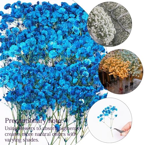 50Pcs Blue Babys Breath Dried Pressed Flowers for Crafts,Xinxinran Dry Flowers Kit for Wedding Invitation Accessories,Bookmark,Jewelry Molds,Candle Making Supplies,Soap,Frame,Cakes