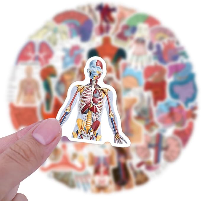60PCS Human Anatomy Stickers, Waterproof Vinyl Decals, Medical Science Stickers for Water Bottles, Laptops, Nursing Students (Human Anatomy)