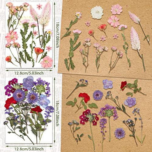 Nuanchu Real Dried Pressed Flowers Wildflower Stem for Resin Mold Craft DIY