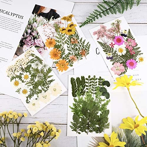 Nuanchu Natural Dried Pressed Flowers for Craft Resin