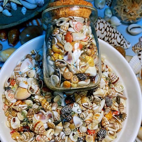 Fangoo 1500 Pieces Small Sea Shells Conch Natural Starfish Mixed Agate Pebble Stone for DIY Crafts Tiny Seashells for Vase Filler Candle Making Home Decor Wedding Beach Ocean Party Decorations