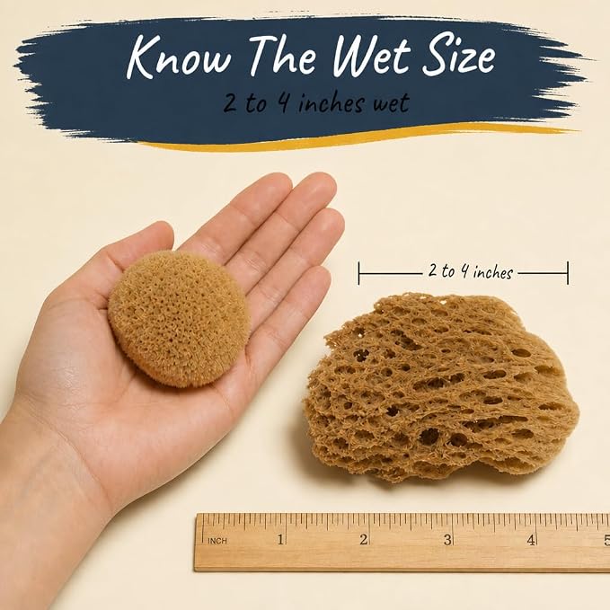 Natural Sea Sponges 10pk for Artists, 2"-4" Unbleached, Painting & Crafts