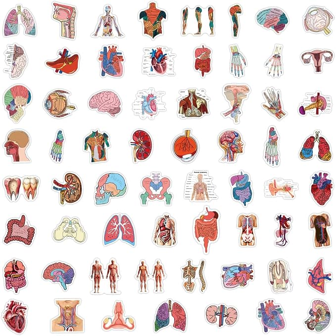 60PCS Human Anatomy Stickers, Waterproof Vinyl Decals, Medical Science Stickers for Water Bottles, Laptops, Nursing Students (Human Anatomy)