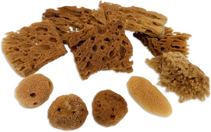 Natural Sea Sponges 10pk for Artists, 2"-4" Unbleached, Painting & Crafts