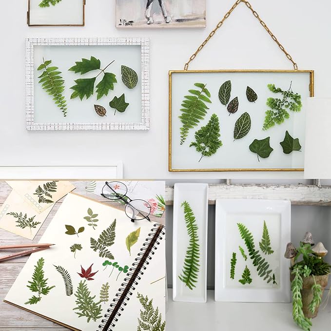 85PCS Real Green Dried Pressed Leaf Leaves, 28 Styles Greeny Mixed