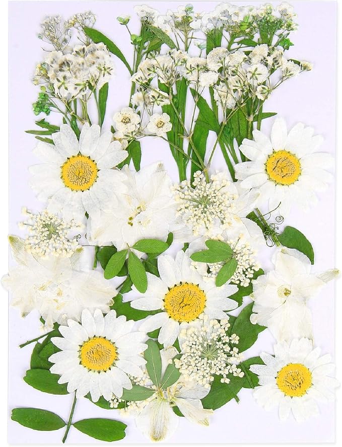 Augshy White Dried Pressed Flowers,Real Natural Dried Flowers Colorful Pressed Flowers for Resin Mold Jewelry Art Craft DIY