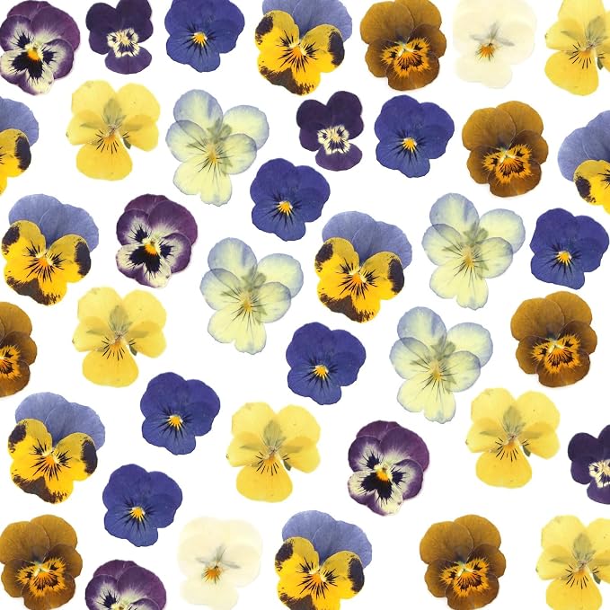 LUXEEASE 8 Color 64P Pansy Dried Pressed Flowers