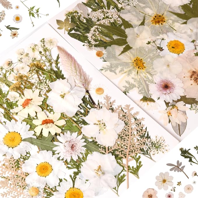 80PCS Natural Color Pressed Dried Flowers, White