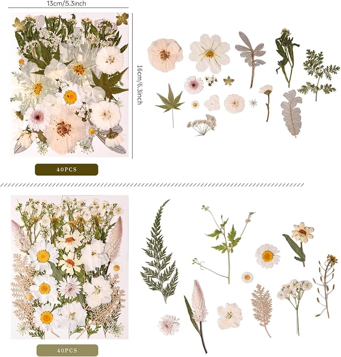80PCS Natural Color Pressed Dried Flowers, White