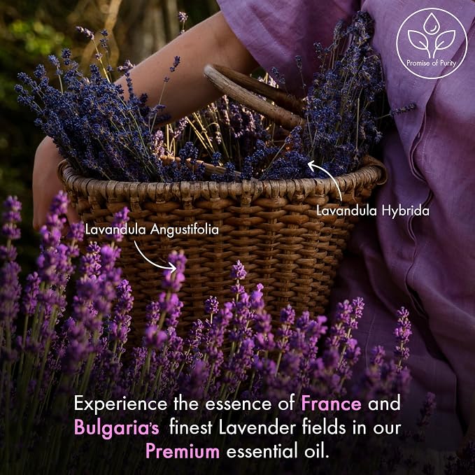 Majestic Pure Lavender Essential Oil for Diffuser - 1 Fl Oz | 100% Natural Essentials Oils Ideal for Relaxing Tense Mood, Eliminating Odor, Creating Peaceful Atmosphere for Sleep & Work
