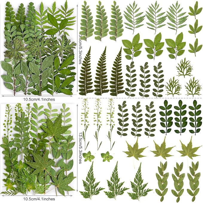 85PCS Real Green Dried Pressed Leaf Leaves, 28 Styles Greeny Mixed