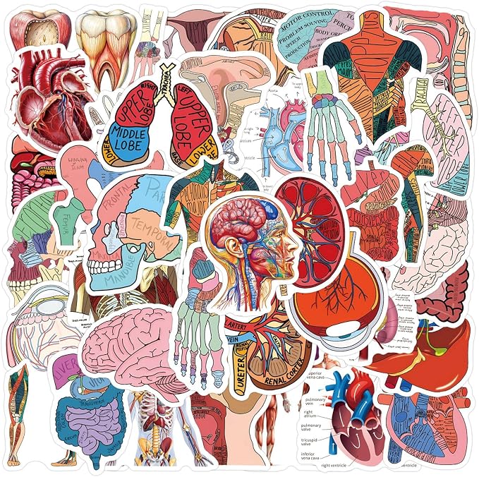 60PCS Human Anatomy Stickers, Waterproof Vinyl Decals, Medical Science Stickers for Water Bottles, Laptops, Nursing Students (Human Anatomy)