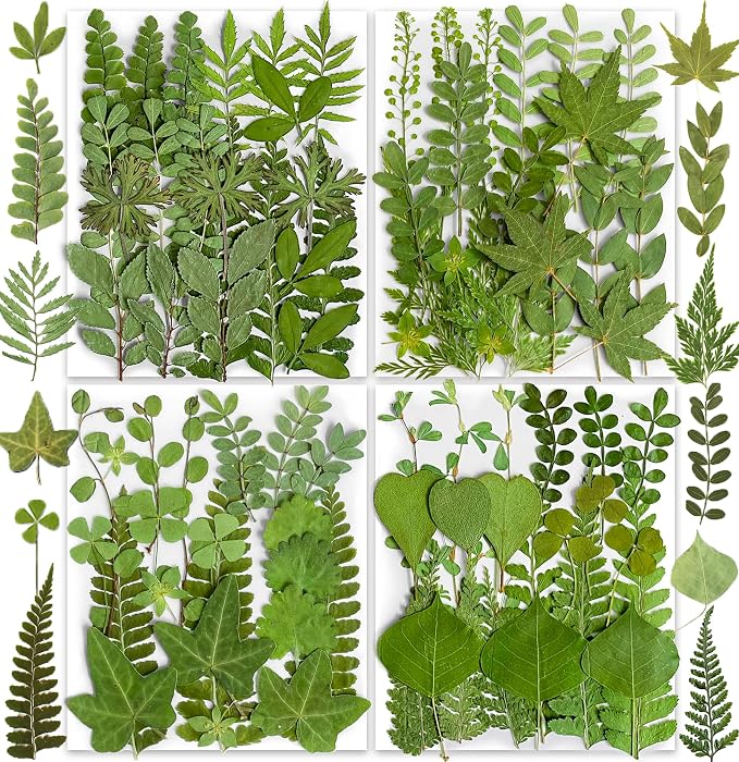 85PCS Real Green Dried Pressed Leaf Leaves, 28 Styles Greeny Mixed